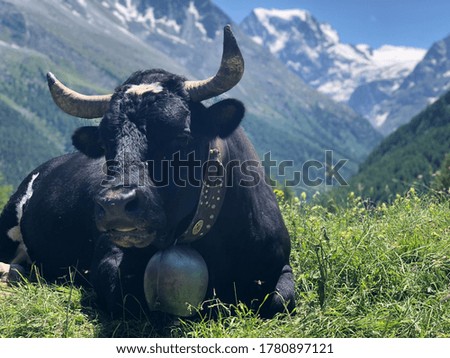 Large cow in swiss alps
