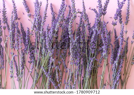 Dry lavender flower bouquet on violet paper background