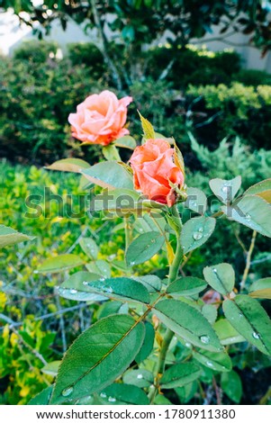 Pink Rosa chinensis flower with green leaf	