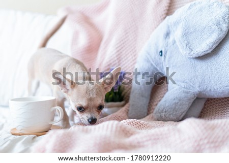 Breakfast in bed. Funny young chihuahua dog covered in throw blanket with steaming cup of hot tea or coffee. Lazy puppy wrapped in plaid relaxes. Good morning.