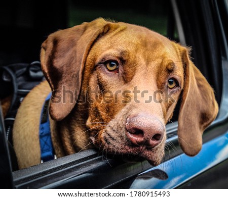 Closeup Of Large Brown Male Rhodesian Ridgeback Dog With Head Out Car Window Wanting To Go For A Ride Royalty-Free Stock Photo #1780915493