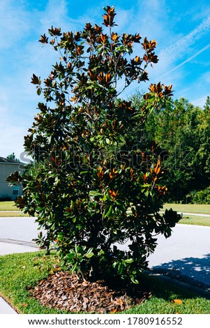 Magnolia denudata tree in summer