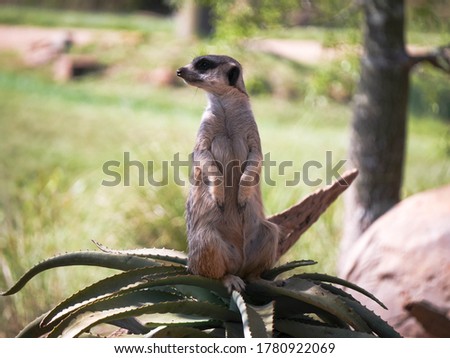 A picture of a curious meerkat in Australia zoo looking for its friends