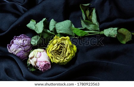 Dried roses against black silk background