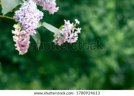 Lilac branch on a green background of foliage on a sunny spring day. Botanical Template with space for text and purple flowers. Atmospheric image, muted dark green tones. 