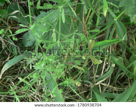 Galium aparine -  cleavers, clivers, bedstraw, grip grass, sticky grass, bobby buttons, and velcro plant