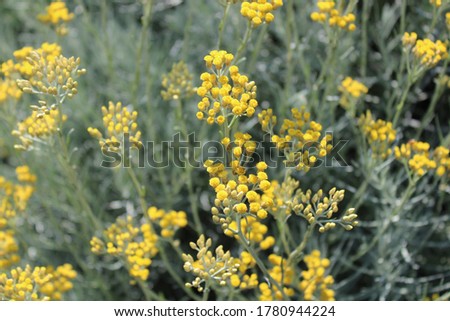 curry plant in the garden Royalty-Free Stock Photo #1780944224