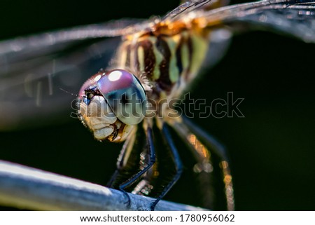 A Close Look at a Dragonfly