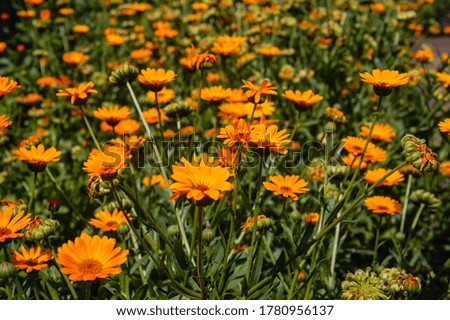field of orange flowers of calendula