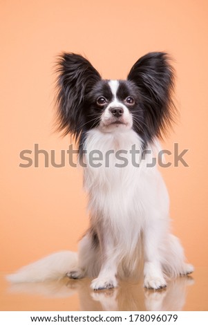 Beautiful small papillon dog with large black ears sitting on pink background
