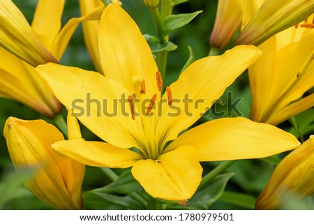 garden Lily flowers. close up.