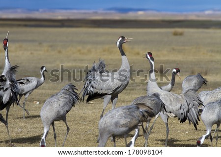 Common Cranes Grus grus in Gallocanta, Spain