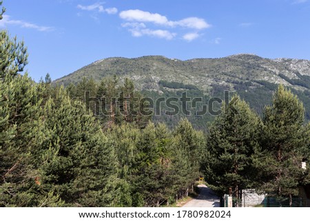 Green forest and meadows at Popovi Livadi Area, Pirin Mountain, Bulgaria