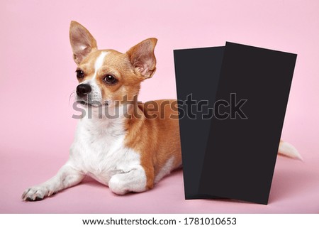 Small smart dog best friend on pink background studio with two card invitation or commercial.