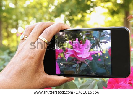 Hand using smartphone taking flowers photo in garden