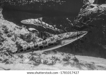 Leopard sharks (Triakis semifasciata) at the bottom of the sea. 