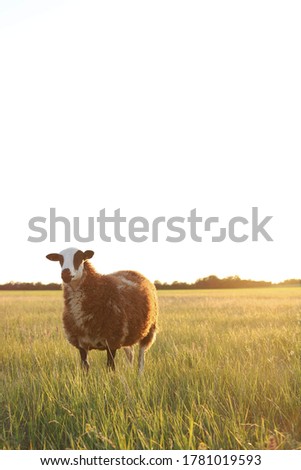 
Brown and white sheep in a field at sunset