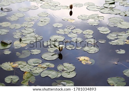 A beautiful view of lily pads on the lake.