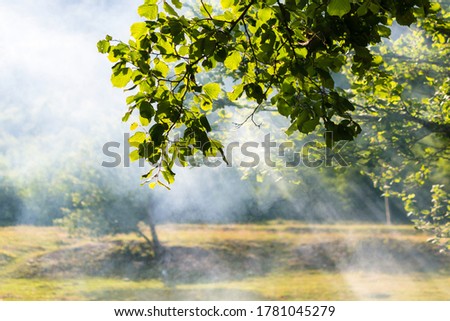 Rays of light shine through the branches of a leafy tree. Smoke from the fire rises upward. Summer outdoor recreation. Tourism and calm atmosphere in the Carpathians. Green color Royalty-Free Stock Photo #1781045279