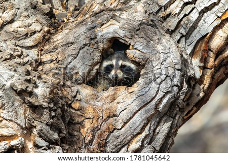 A Raccoon peers out of a hole in a large tree in the daytime. Royalty-Free Stock Photo #1781045642