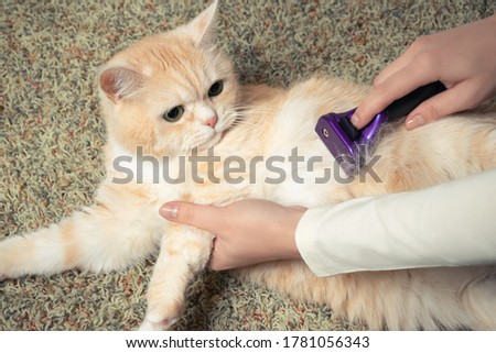 Furminator combing a cute creamy British cat. Pet care, grooming concept