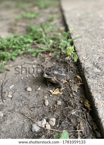 frog or toad in the dirt