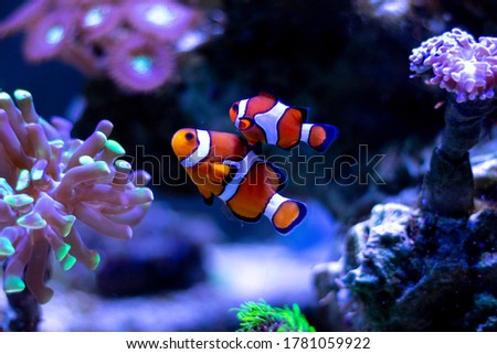 Clownfish swimming in an aquarium Royalty-Free Stock Photo #1781059922
