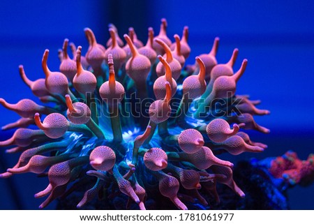Rainbow Bubble tip anemone in reef tank Royalty-Free Stock Photo #1781061977