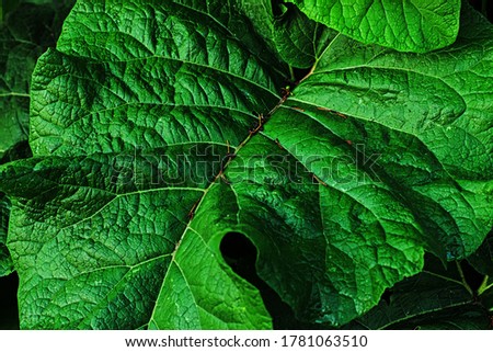 Green leaves photo pattern in top view Inflorescence of burdock with the big green leaves Natural background with dark green foliage. Summer time. Green leaf burdock. Medicinal plant burdock. Closeup.