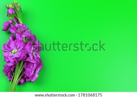 Matthiola incana isolated on green background. Lilac Flowers isolated. Flat lay. Copy space. Postcard. Place for text. Gardening. Blossom flowers. Flowers on a green background.
