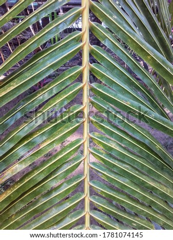 Background photo of coconut leaves


