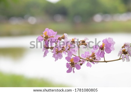 Pastel purple flower of Bungor tree.The flowers bloom in summer.Purple and white flower on blurred nature background.