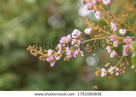 Pastel purple flower of Bungor tree.The flowers bloom in summer.Purple and white flower on blurred nature background.