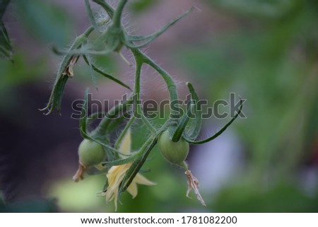 Young little green tomatoes on a bush. Stock Image
