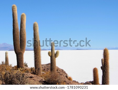 Cactus of Incahuasi island, Uyuni Salar, Bolivia,