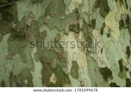 Outdoor Tree with Green Cameo Trunk