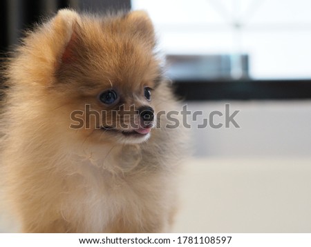 Little Pomeranian puppy the age of 2 month.