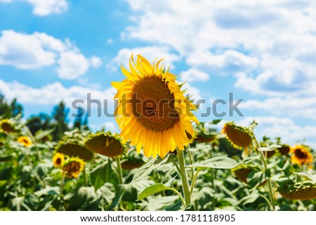 Beautiful rural landscape with sunflower fields and blue sky