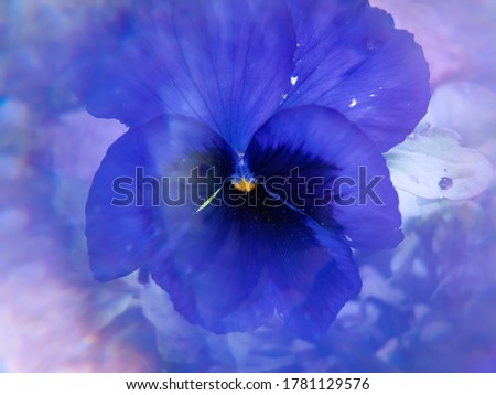 large blue flower pansies with a blur filter and sharp focus in the center