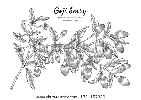 Goji berry fruit hand drawn botanical illustration with line art on white backgrounds.  Royalty-Free Stock Photo #1781157380