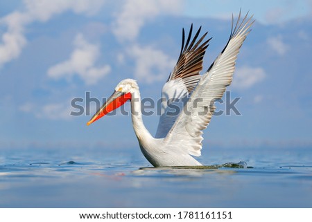 Bird in the water. Dalmatian pelican, Pelecanus crispus, landing in Lake Kerkini, Greece. Pelican with open wings. Wildlife scene from European nature.  Royalty-Free Stock Photo #1781161151