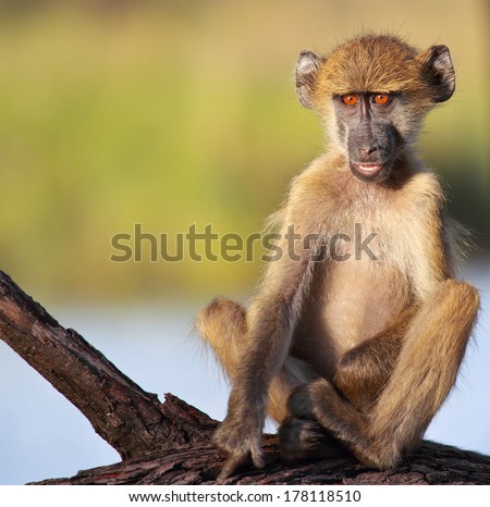 Cute baboon sitting on a branch