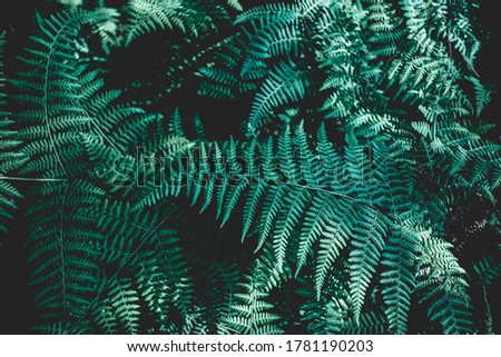 abstract green leaf texture, closeup nature background, tropical leaf