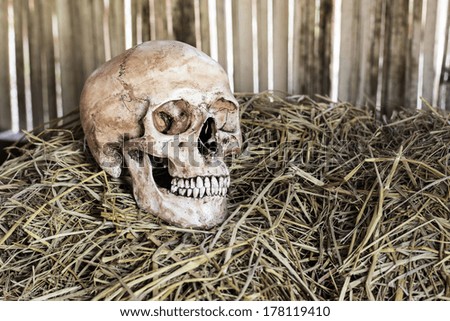 Still life,  human skull on straw in farmer barn