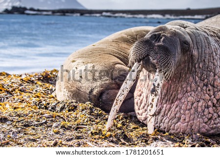 Walruses beyond the Arctic Circle