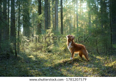 dog in forest on a log . red Nova Scotia Duck Tolling Retriever in nature. nature photo of pets