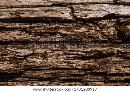 The texture of old wood and moss. Tree bark texture.