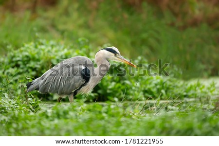 Close-up of a grey heron (Ardea cinerea) fishing in a pond, UK. Royalty-Free Stock Photo #1781221955