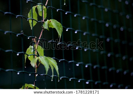 Metal Net in front of green garden after the rain. Lithuania, Nida