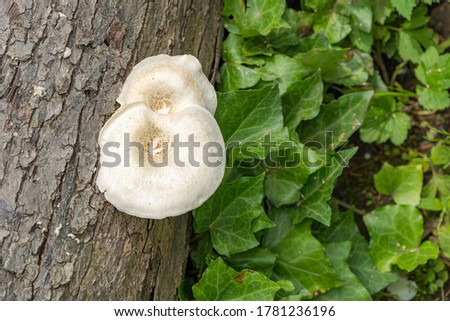 White with brown caps mushrooms from the Polyporaceae family. Lentinus tigrinus on the trunk of old apple tree. Edible mushrooms in natural habitat in garden. Place for your text.